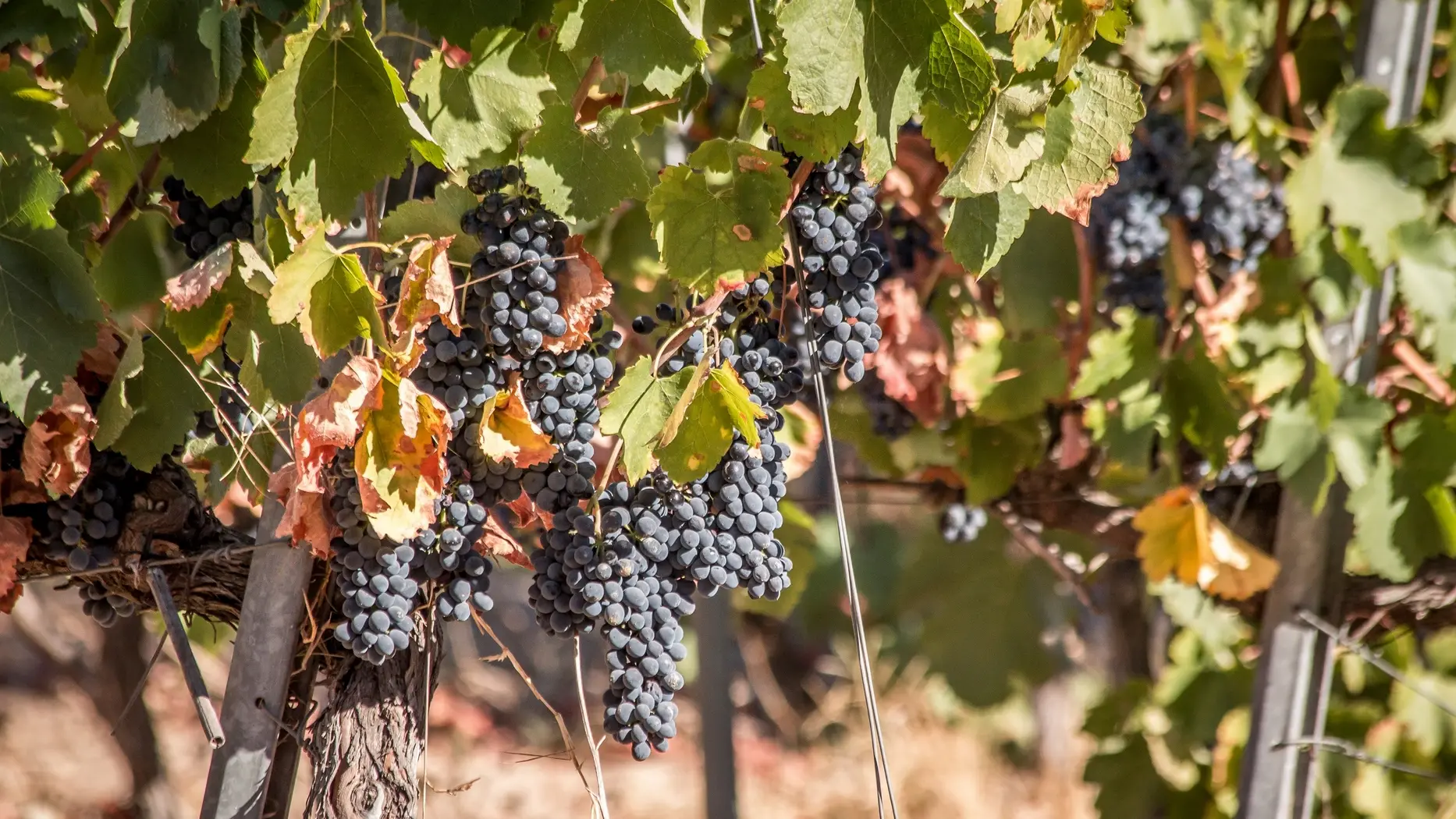 Domaine de Marchandise vignes