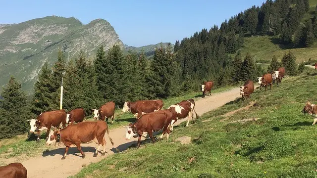 Le troupeau de vaches Abondances