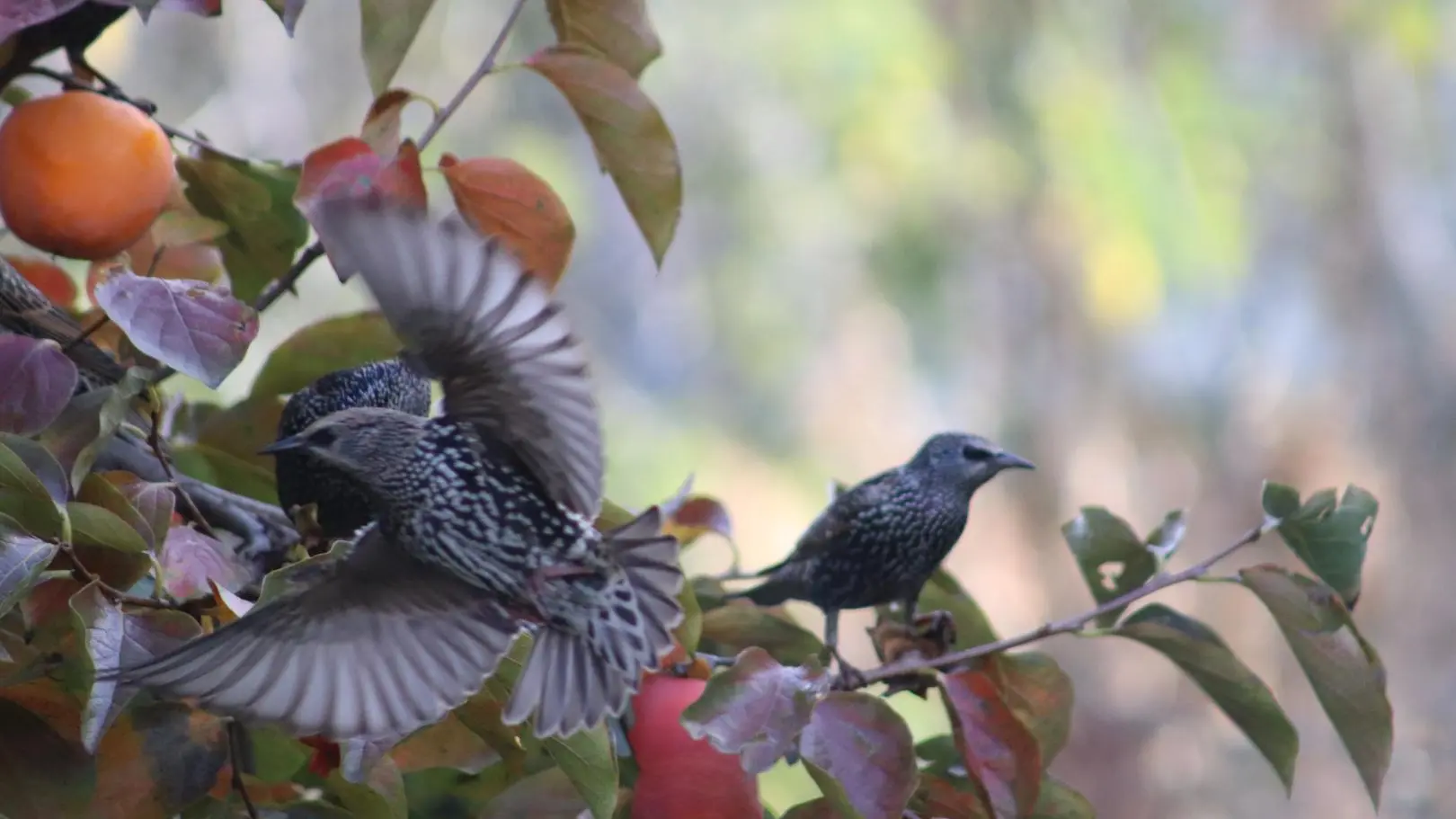 Les Aucèus chez eux à l'Oustau.