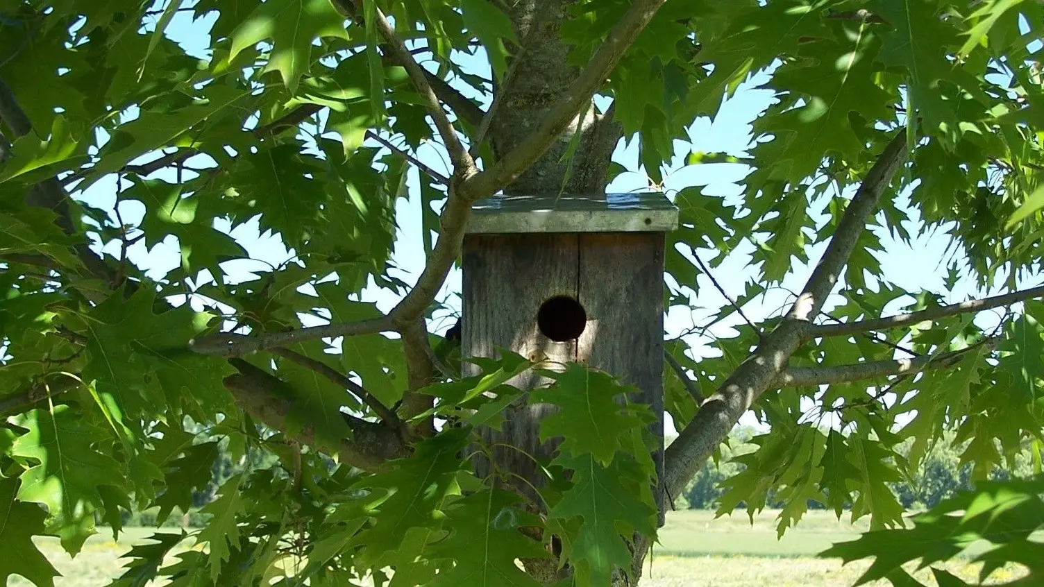 Le jardin de Vilma est un refuge LPO. Nous protégeons la biodiversité.