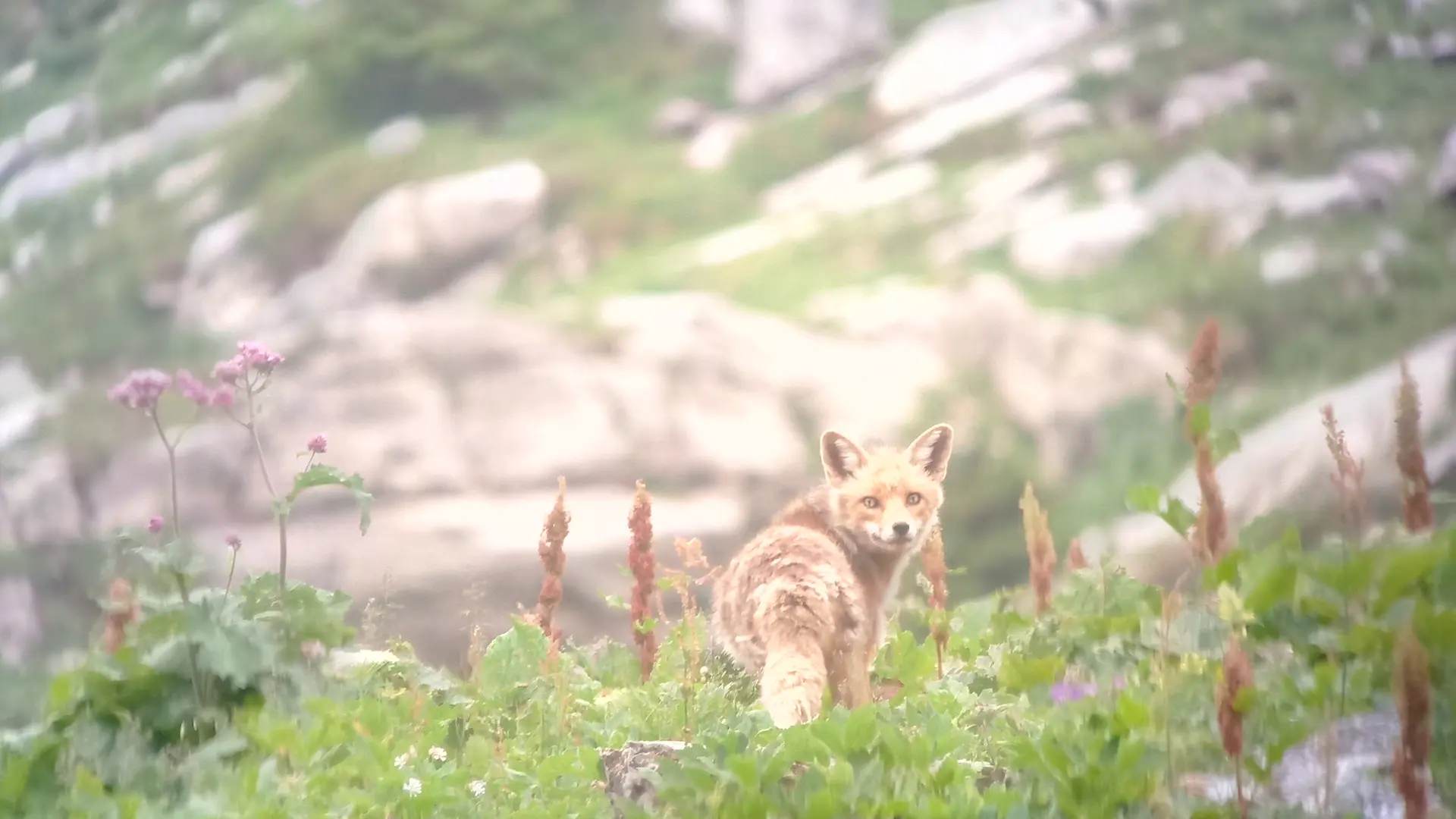Observation de la faune