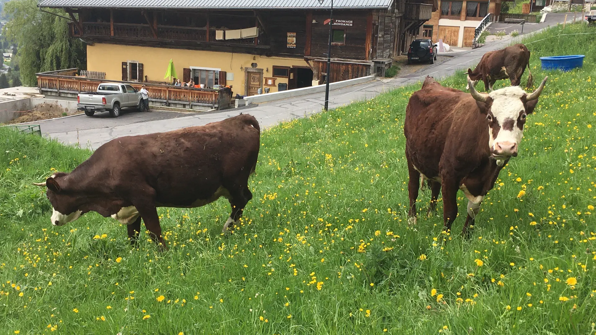 Vaches dans le pré en face de la ferme