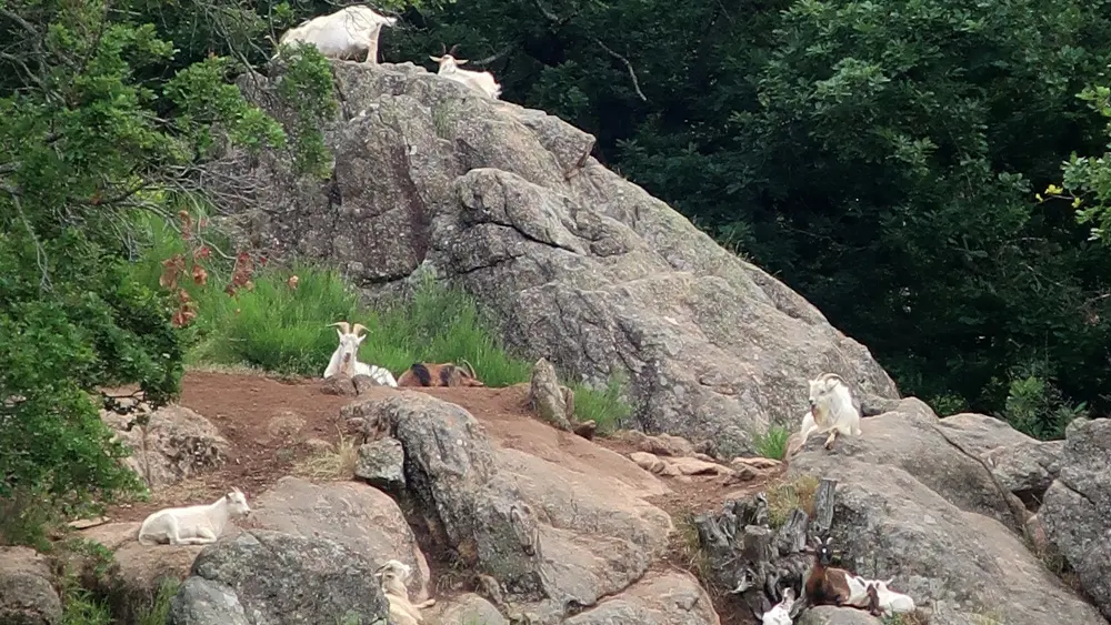 Gîte Vigneron - Gîte Chantemillan