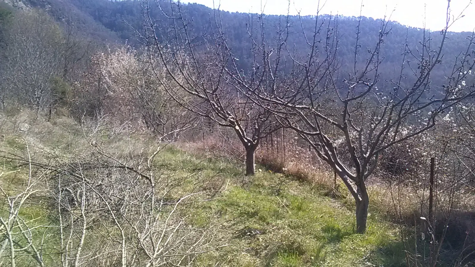 Taille des pommiers au printemps