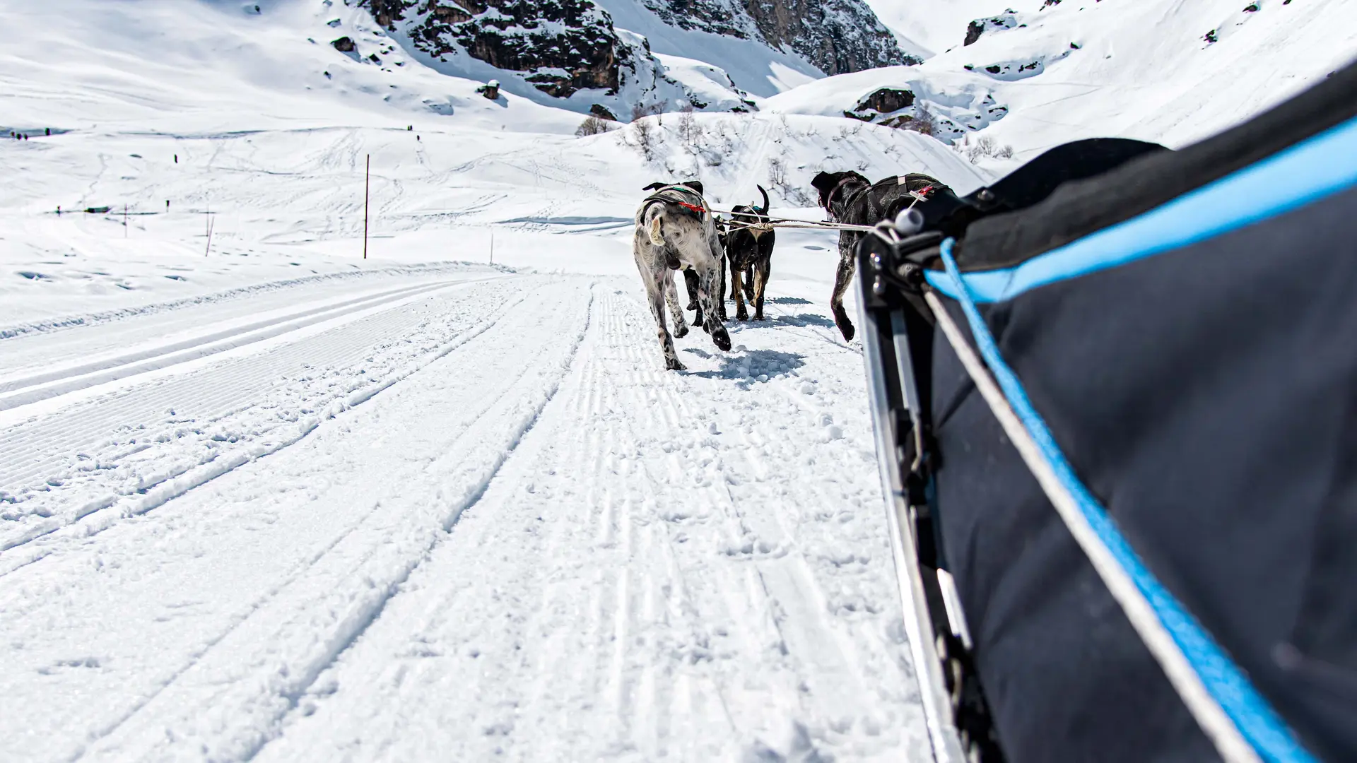 Sortie traineau à chiens au Manchet - Évolution 2 Val d'Isère