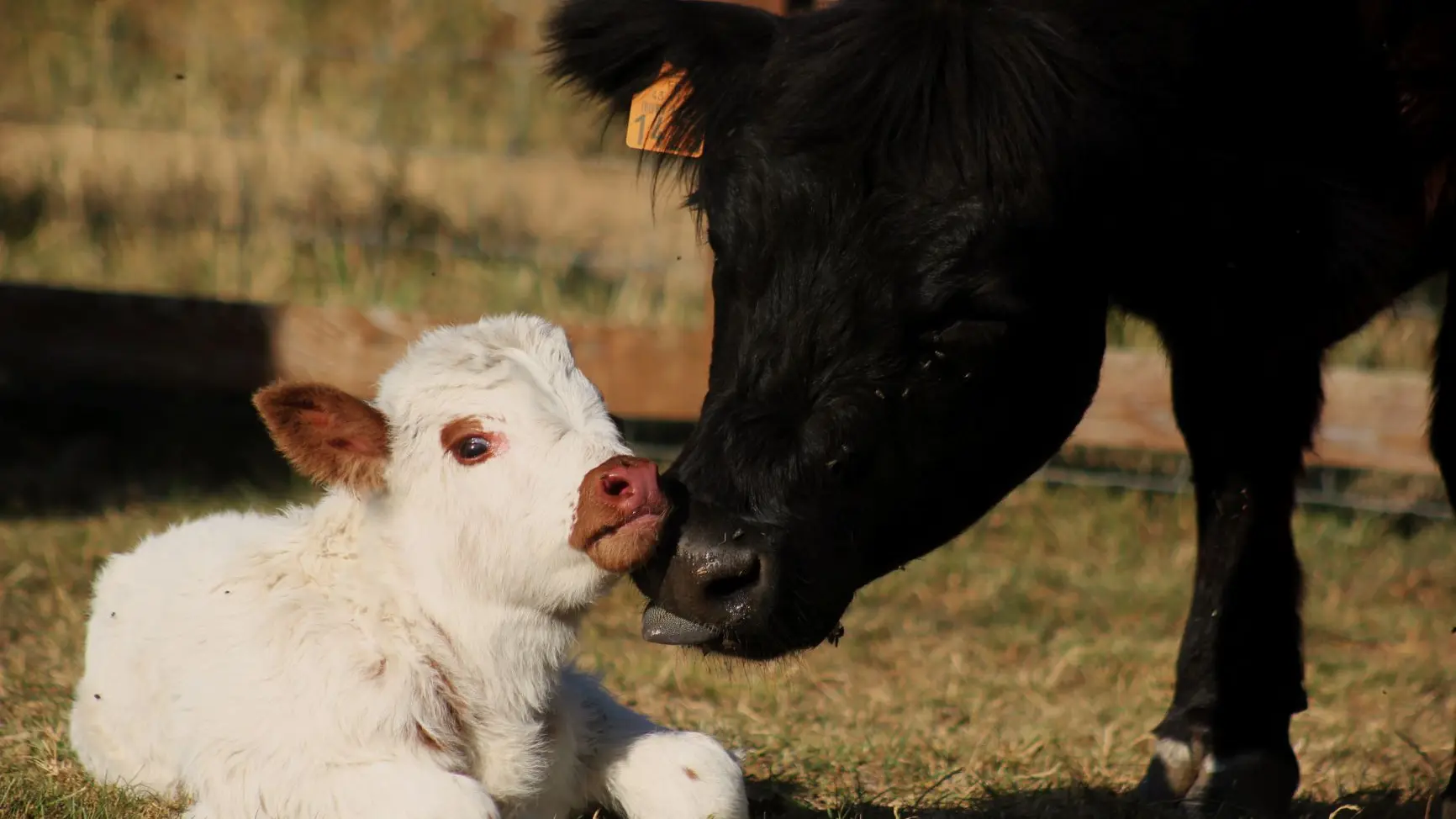 La Ferme du Col JARJAYES