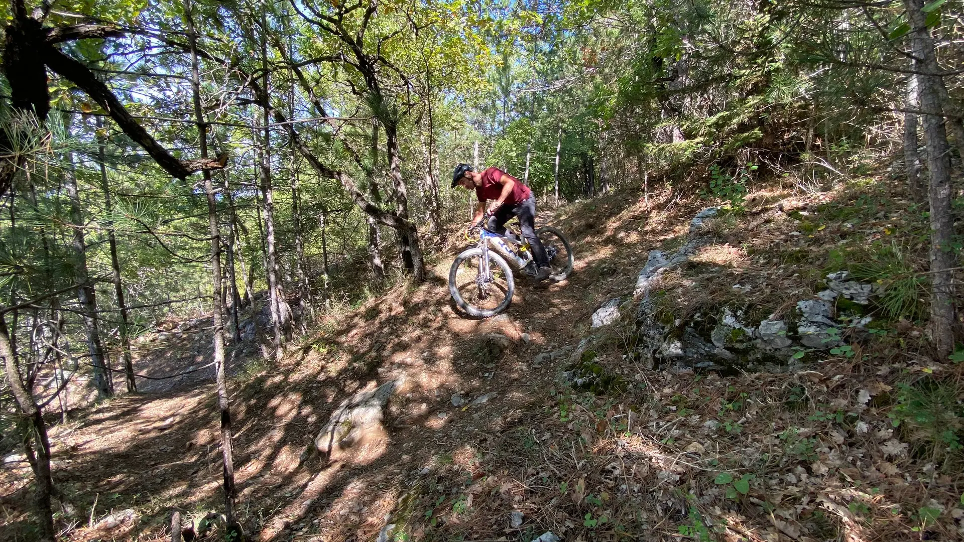 De belles epingles en sous-bois