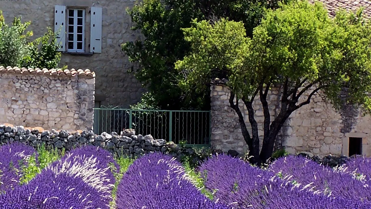 Lavande et vue clocher