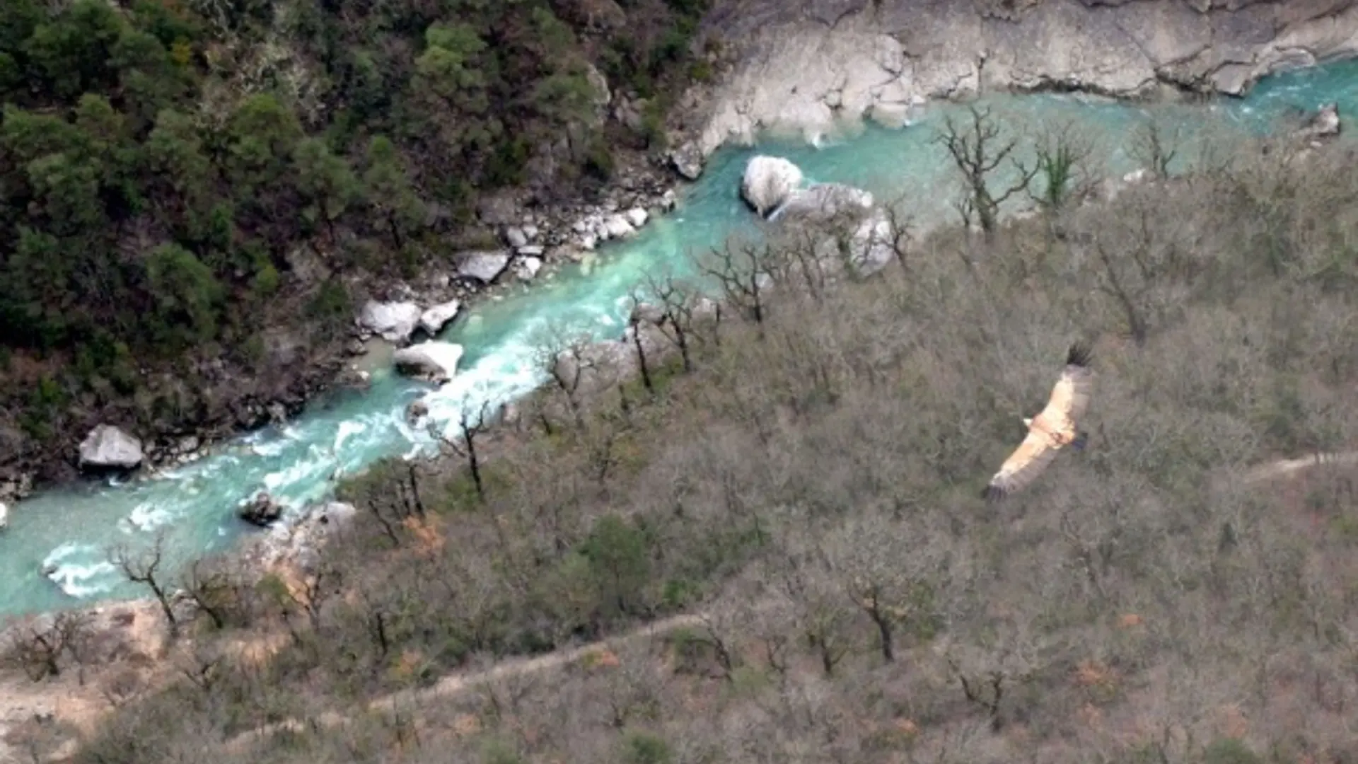 Le Vautour fauve (Gyps fulvus) , survolant le sentier Blanc-Martel