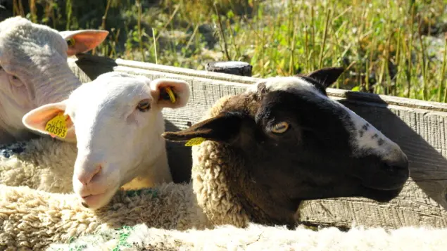 Ferme de Champ Noble_Baratier