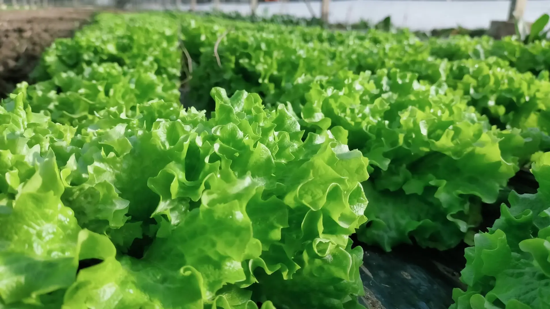 Salades sous serre