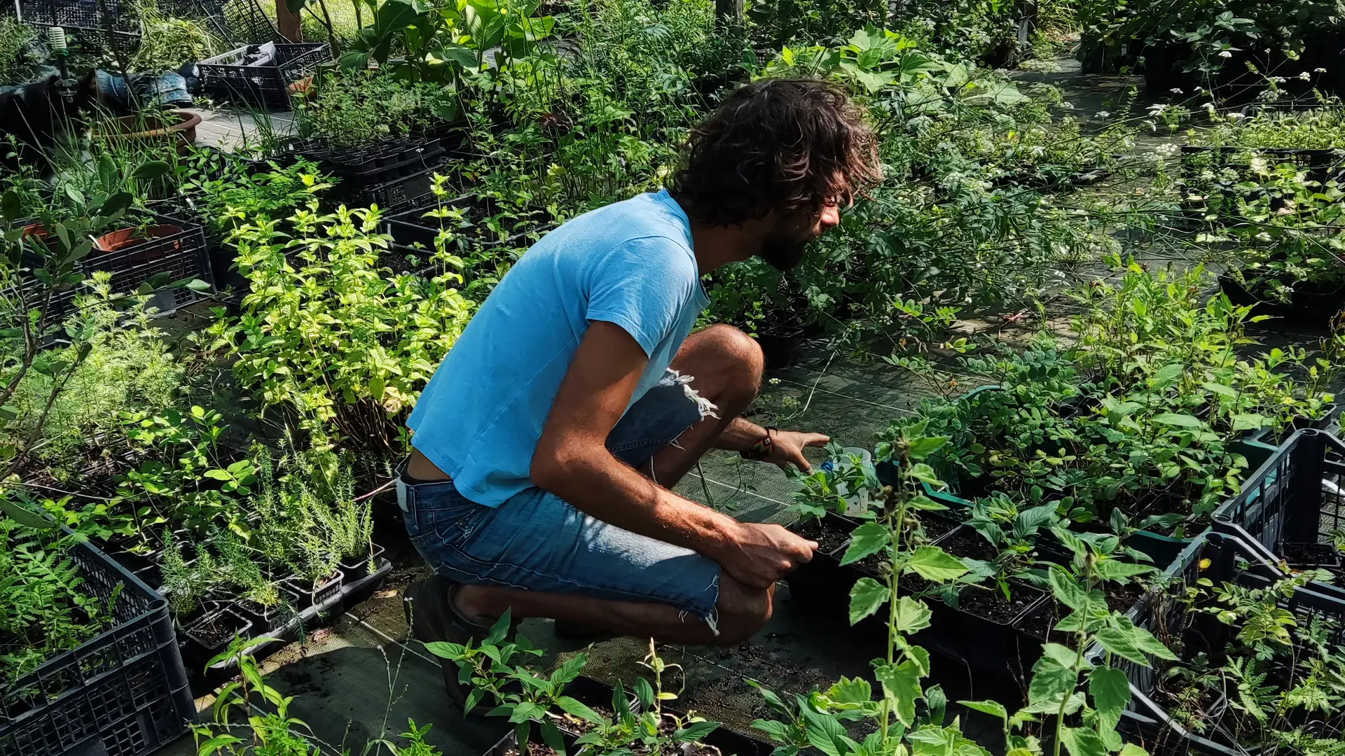 Espace d'elevage des jeunes plants comestibles de la pépinière des forets à croquer