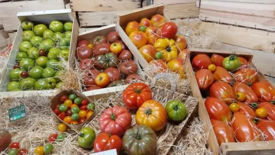 Palettes tomates