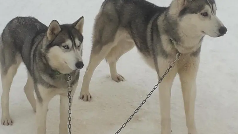 chien de traineaux husky à la pesse