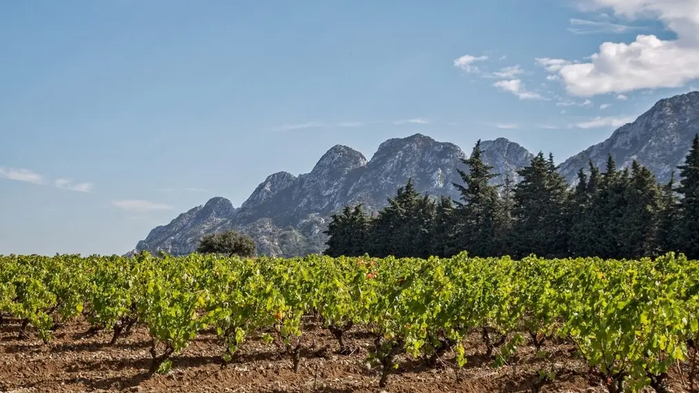 Vignoble Chateau Romanin à Saint-Rémy-de-Provence