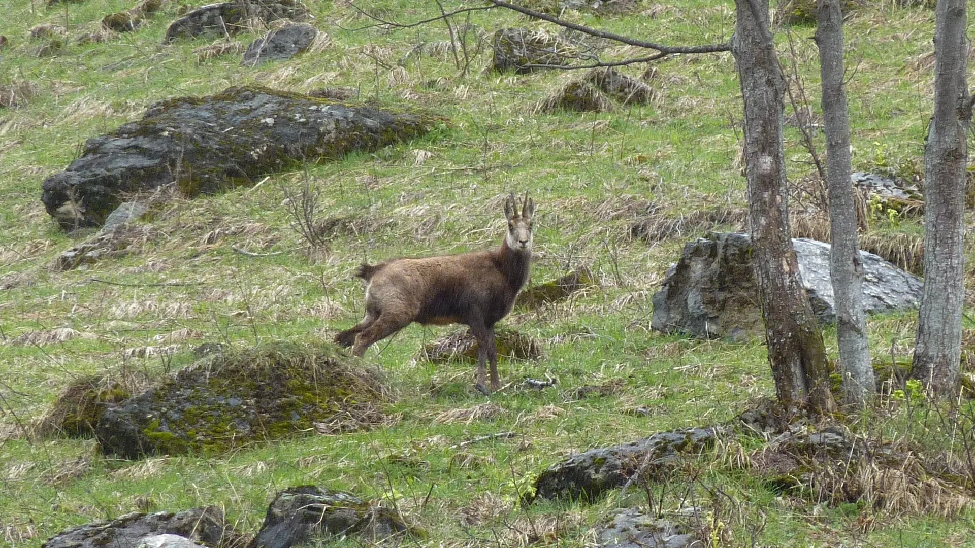 Chamois dans la prairie