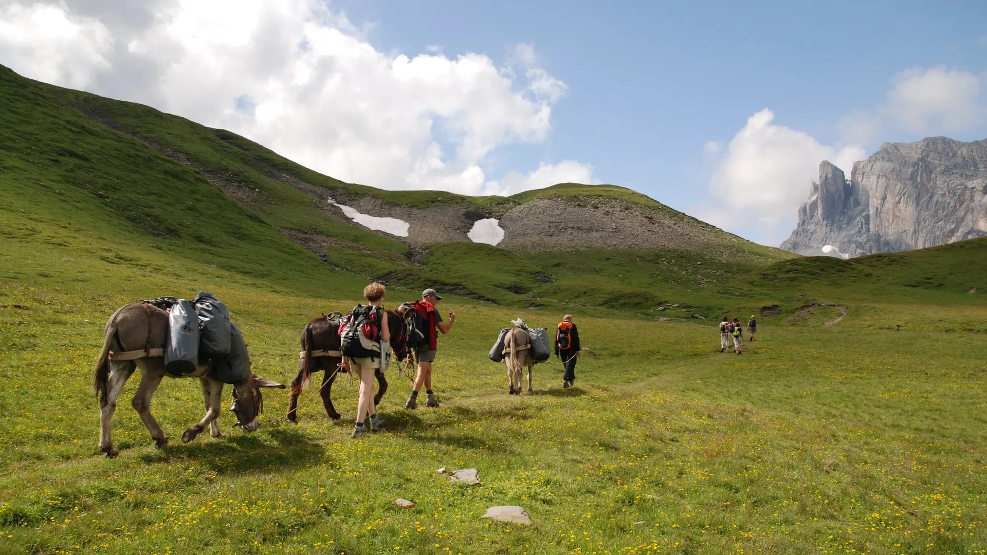Balade encadrée avec les ânes de Jean-Luc