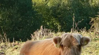 Veau Highland Cattle  avec vue sur la forêt et la vallée en arrière plan. Champ en contrebas des chambres d'hôtes.