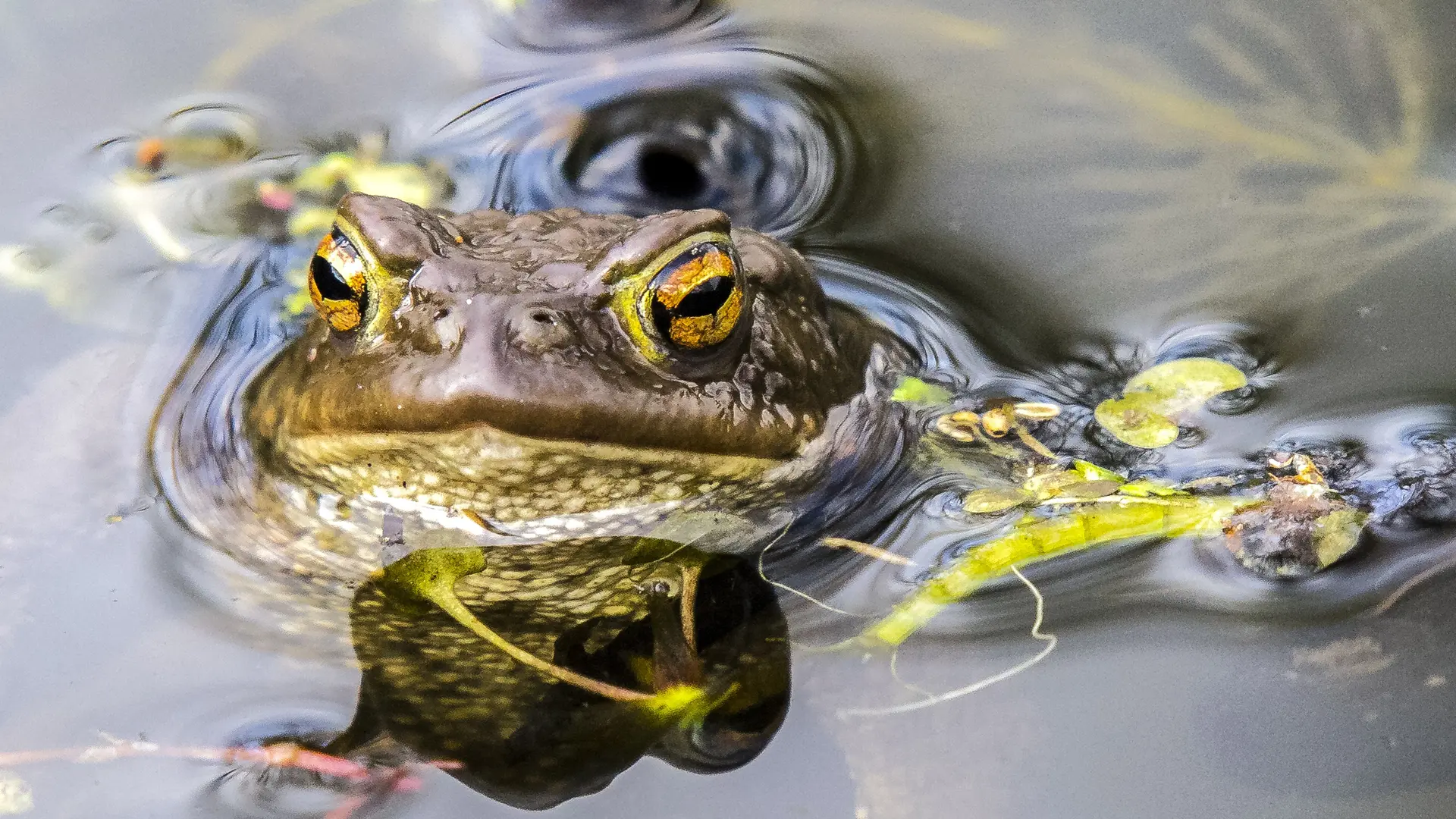 crapaud commun