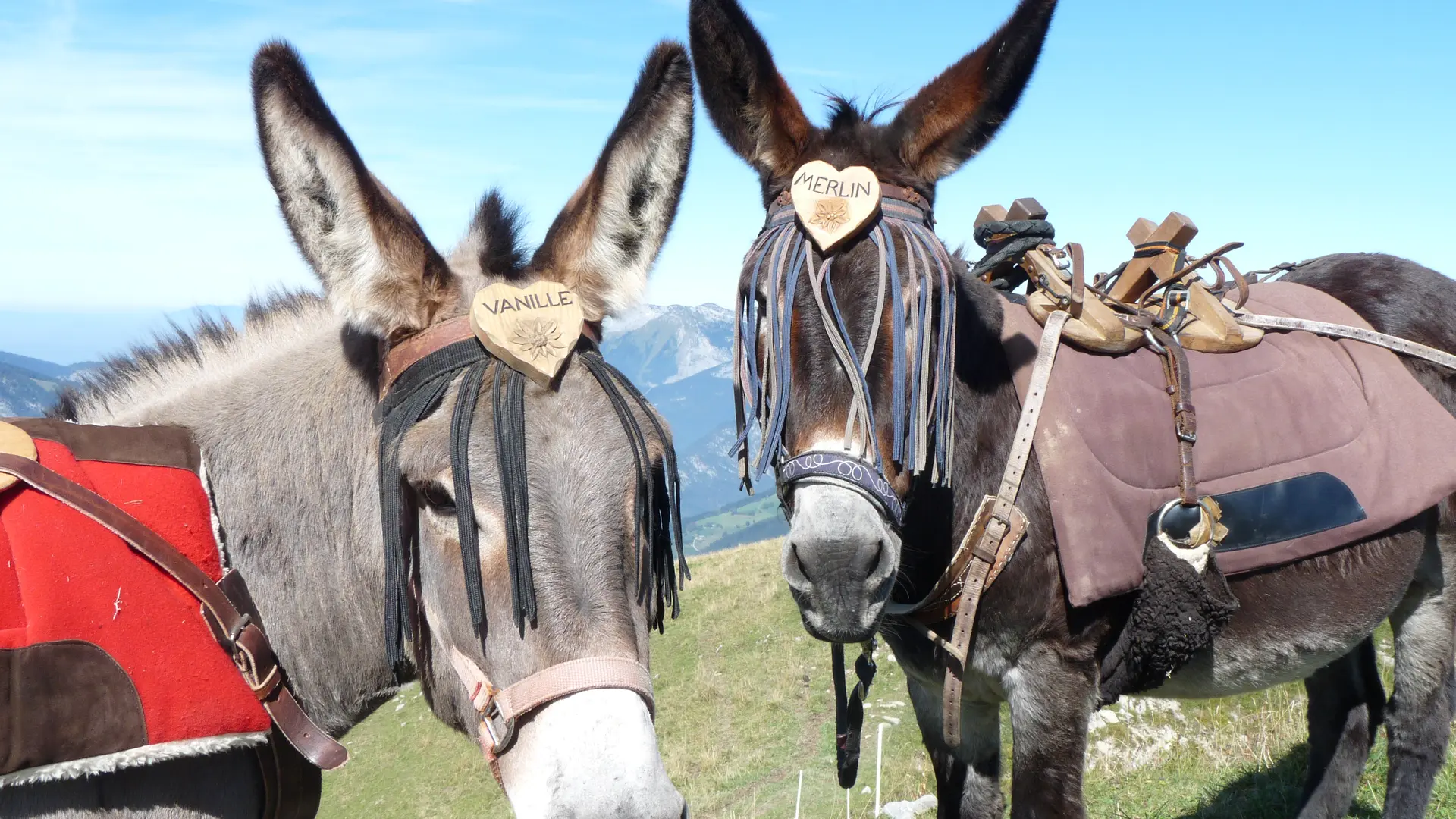 rando avec les ânes ânes et alpages