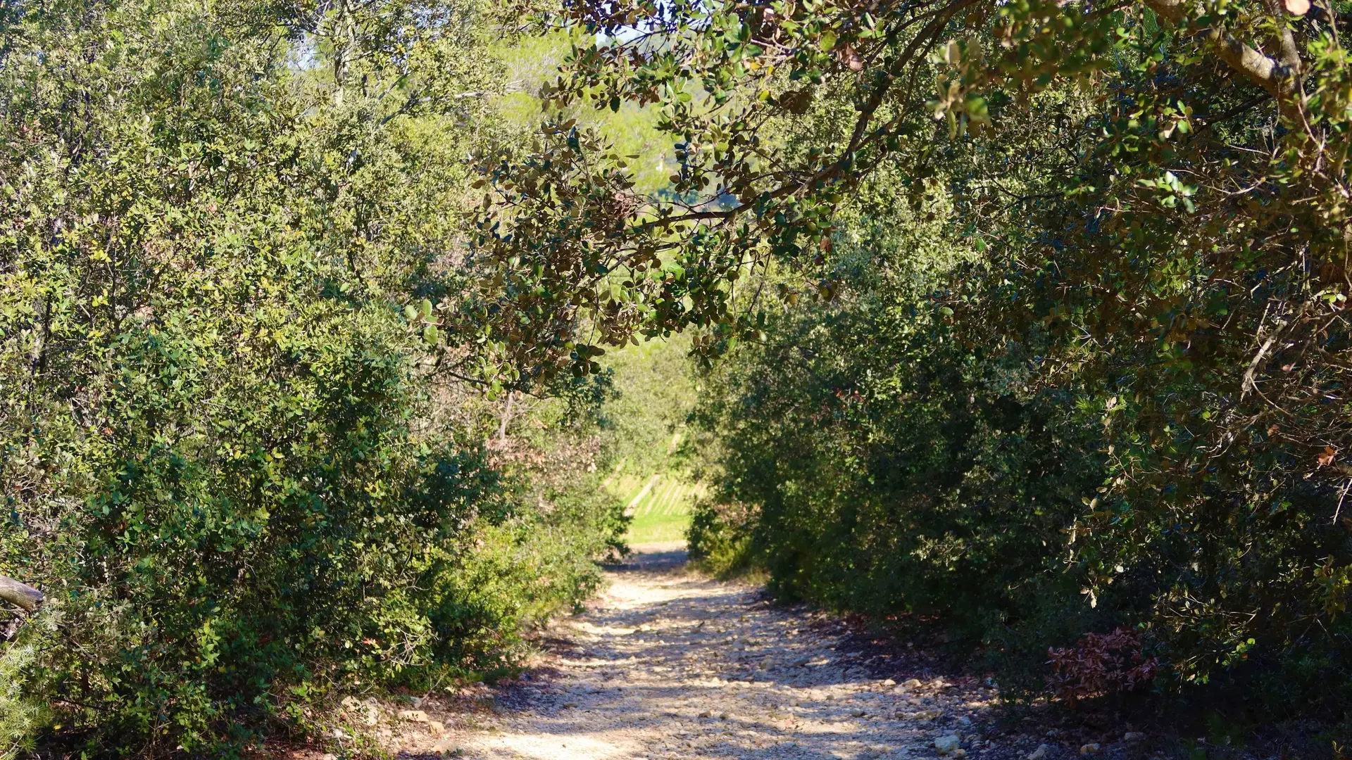 Sentier en sous-bois avec vue sur les cultures