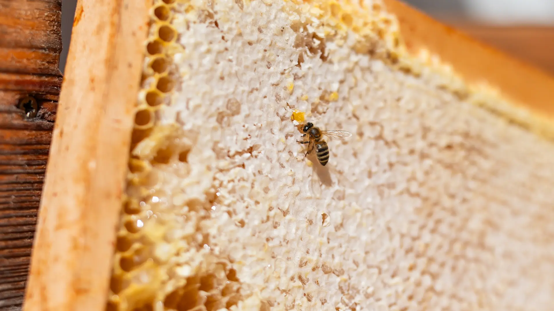 Abeille sur un cadre de miel