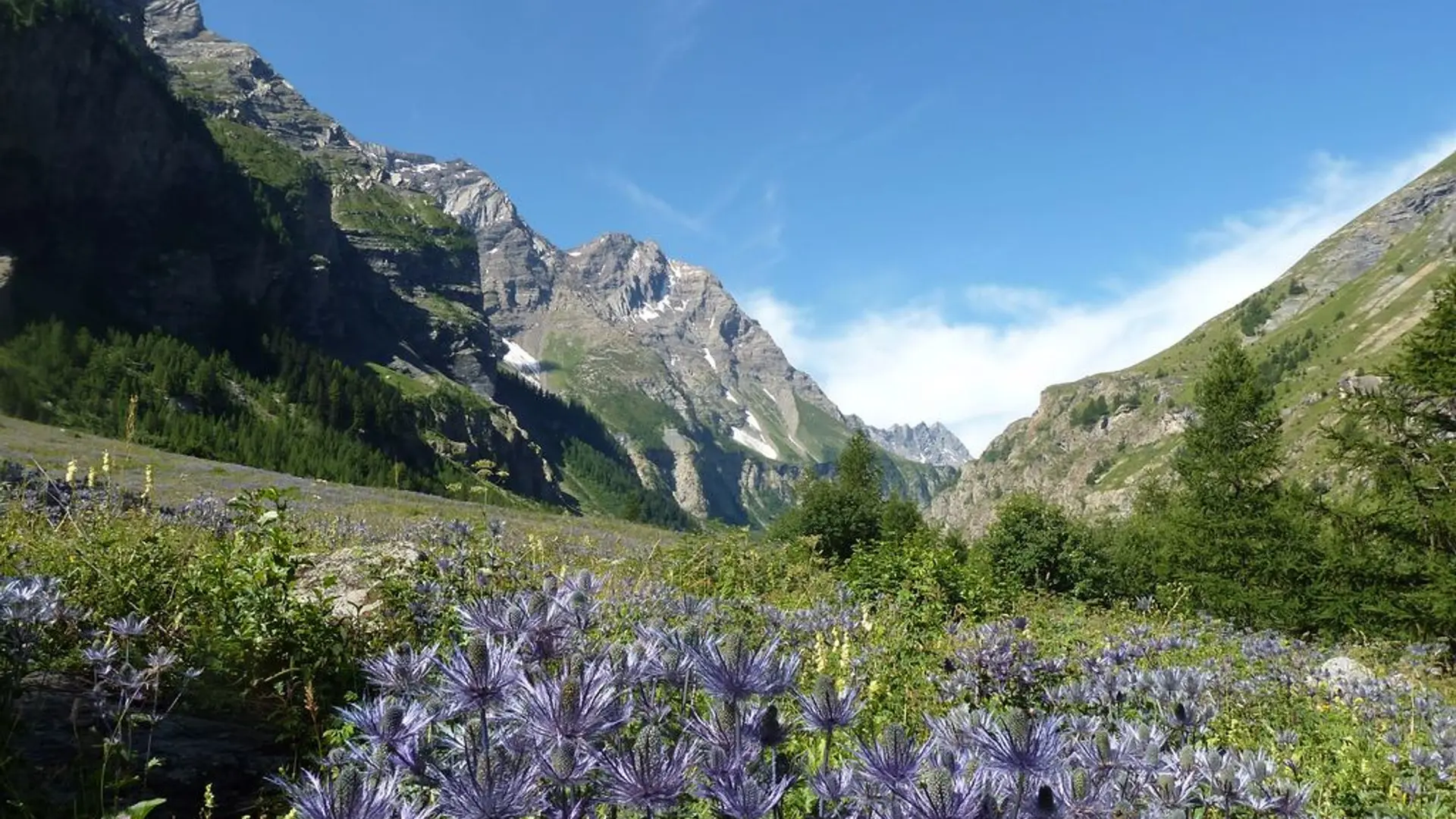 Reines des alpes dans la réserve biologique des Deslioures
