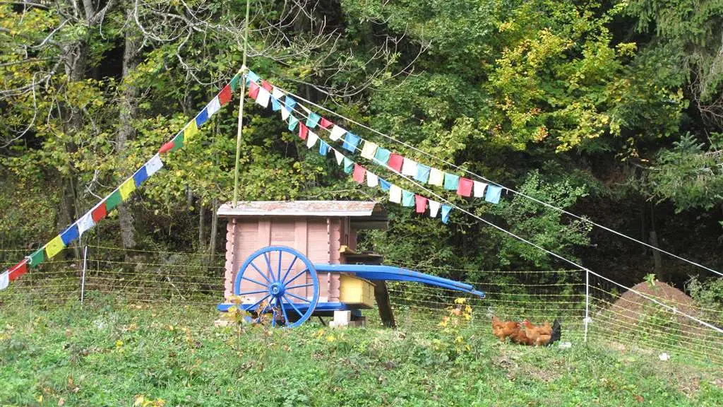 Un poulailler de rêve