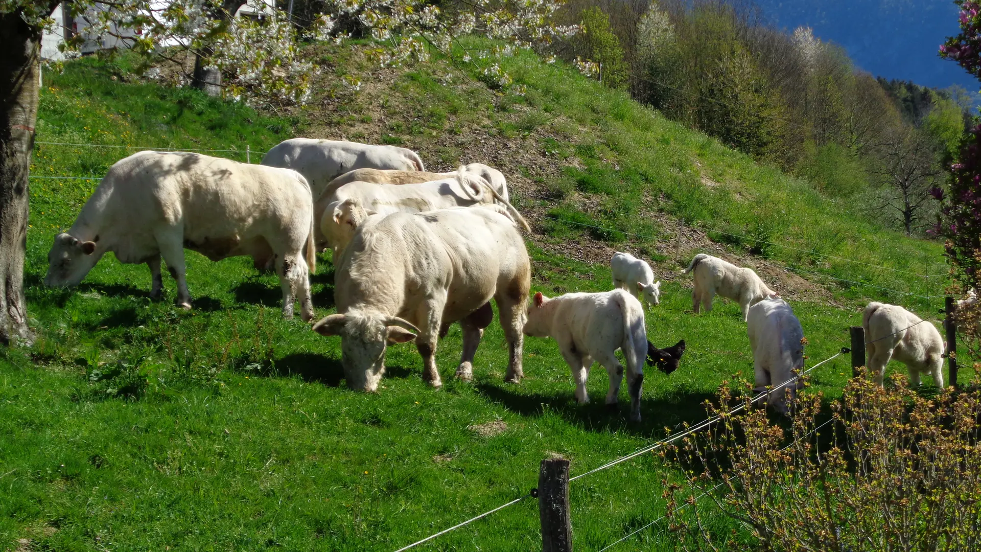 Troupeau charolais Aiguebelette