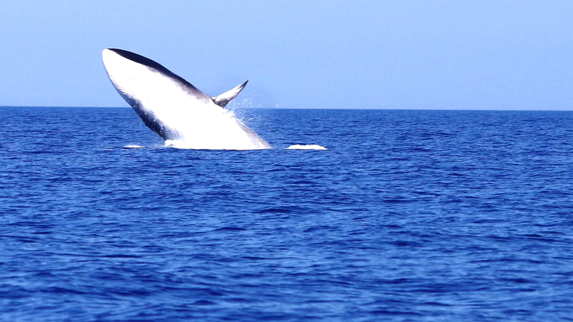 Saut baleine