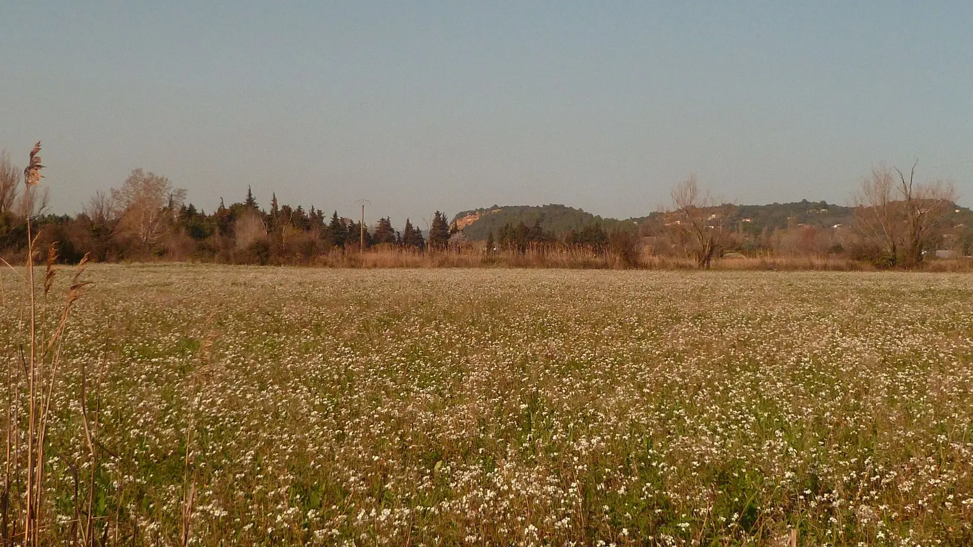 Champs fleuris - chemin des fourches