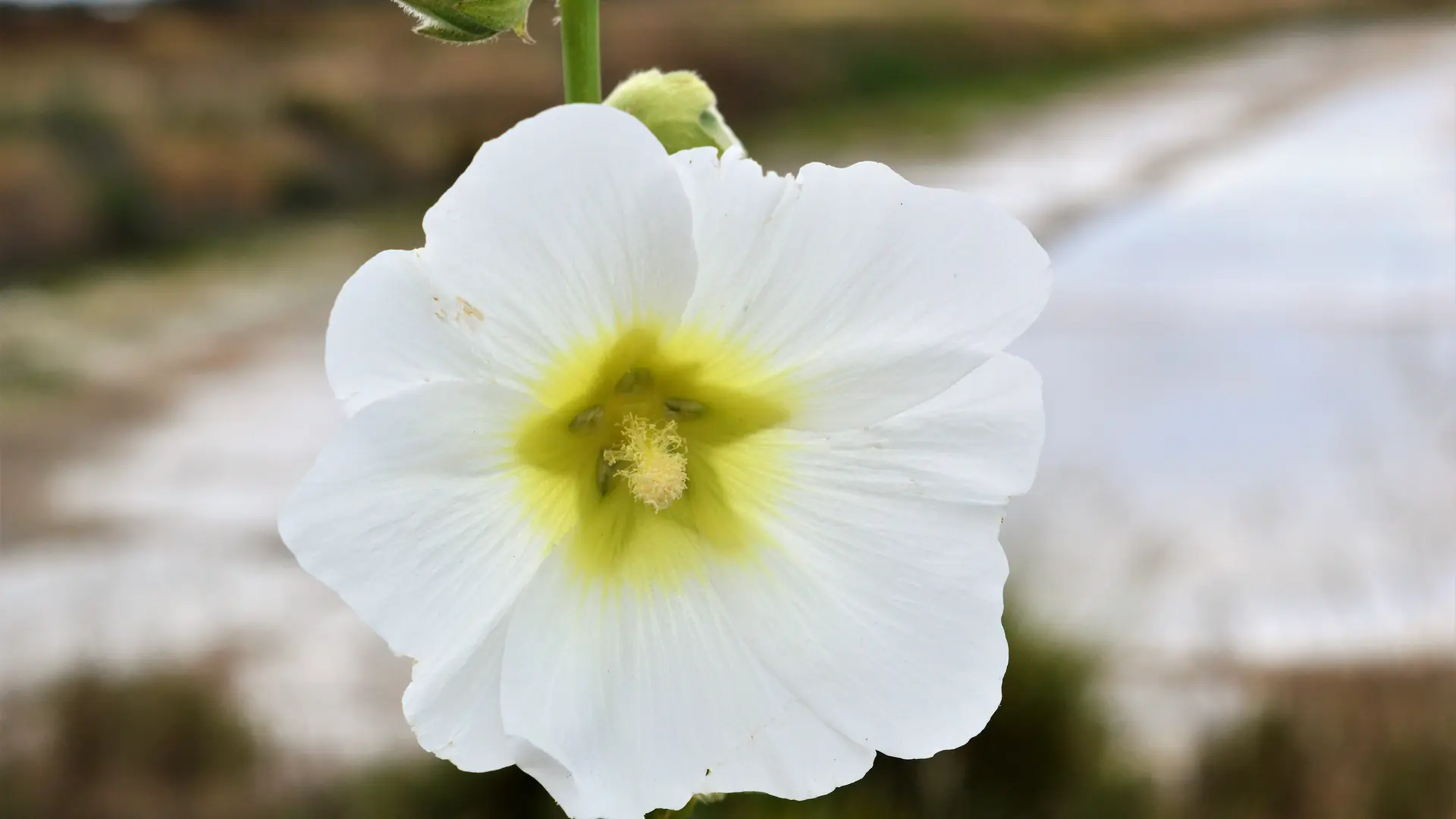 Fleur de rose trémière