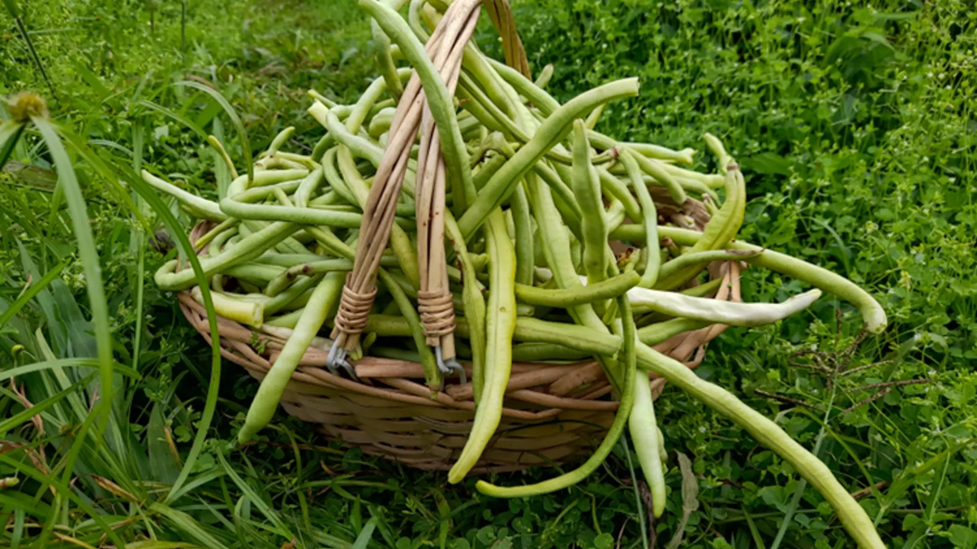 Haricots