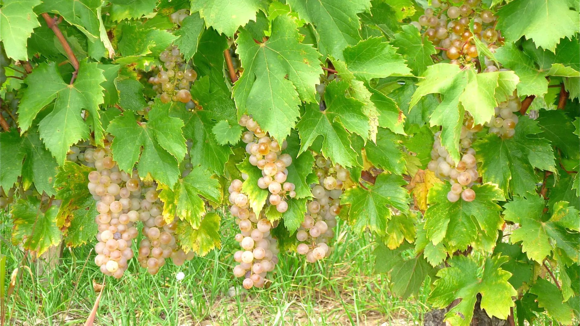 Exploitation Aux fruits de la treille