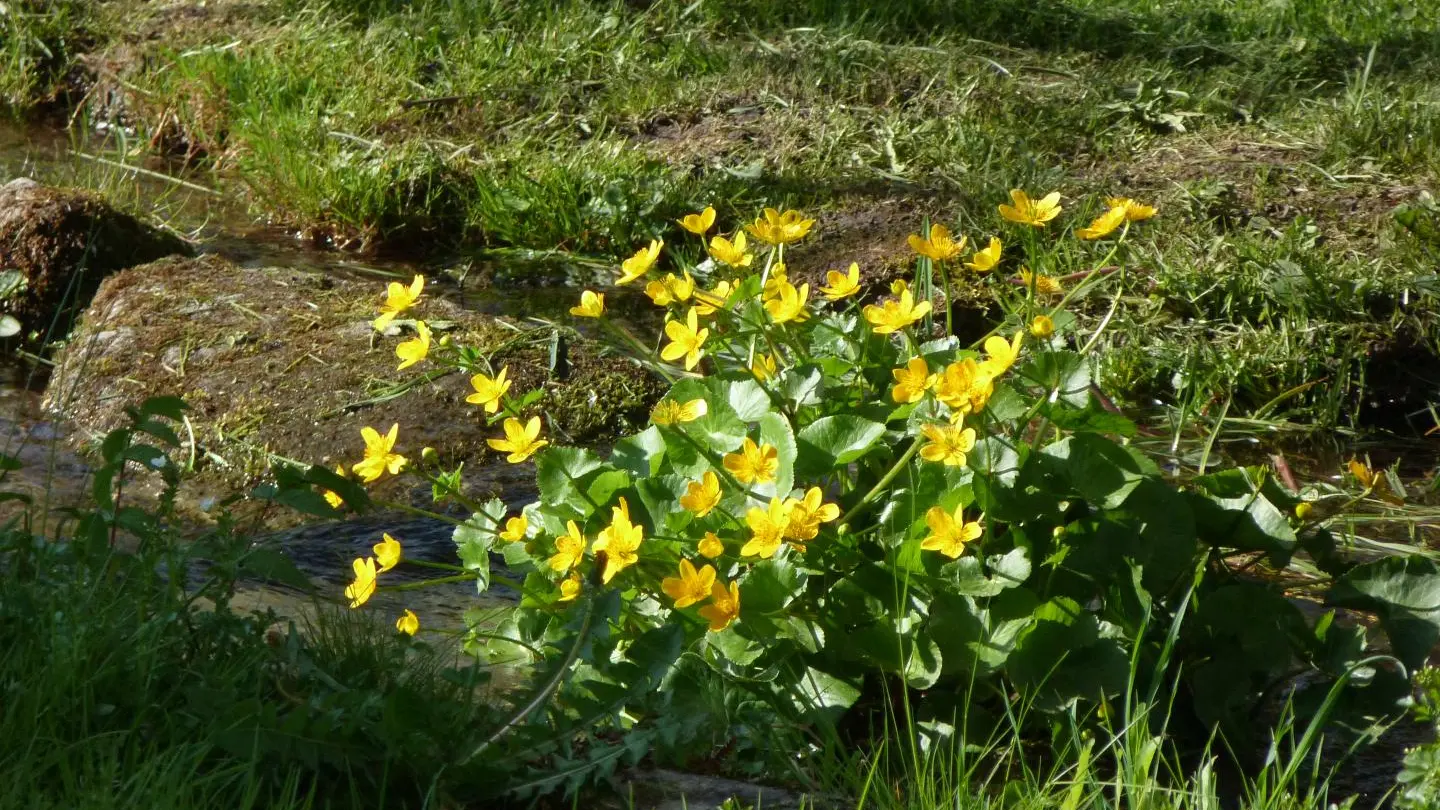 Boutons d'or au bord du ruisseau