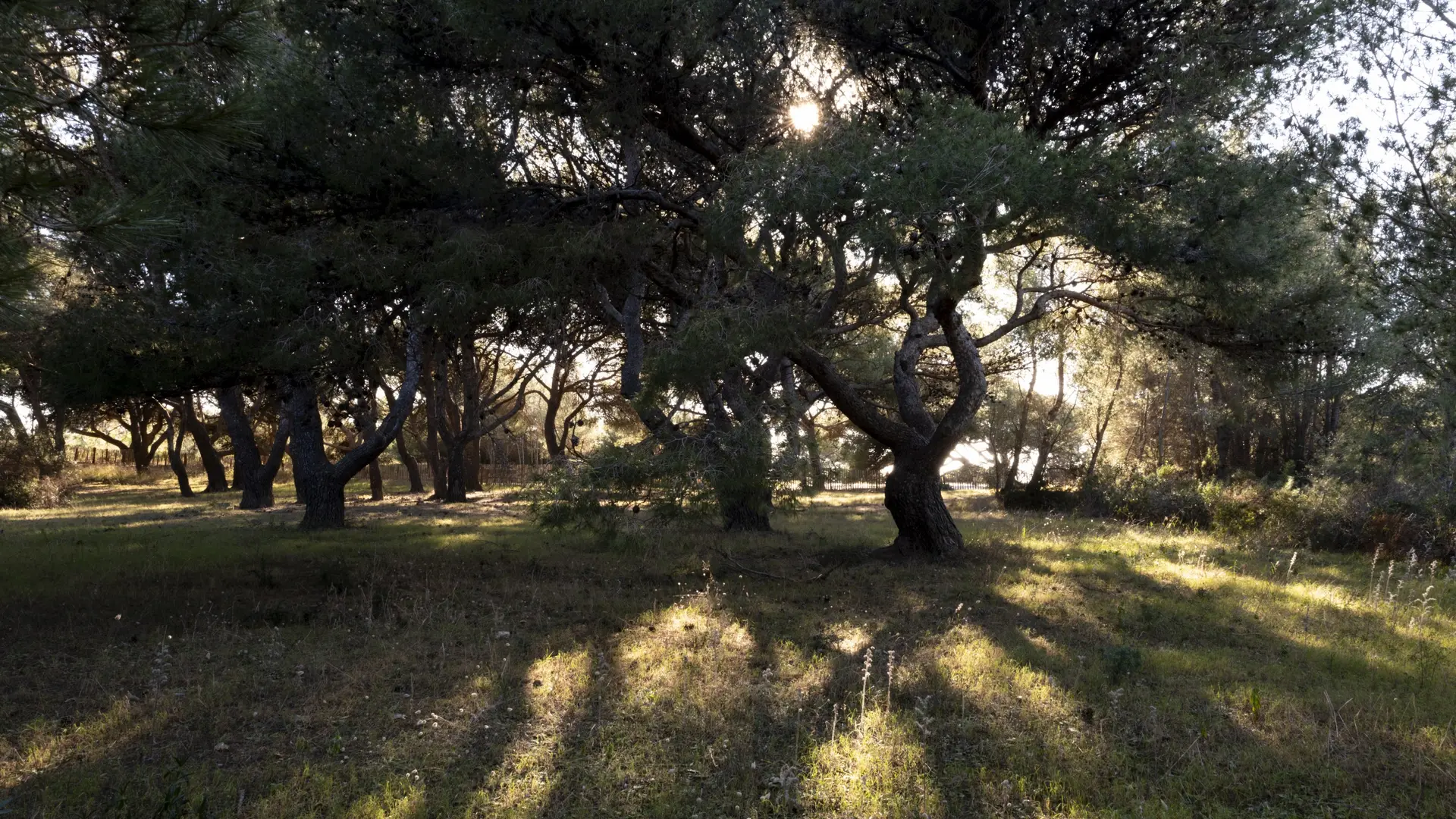 Pins anémomorphosés au Gaou