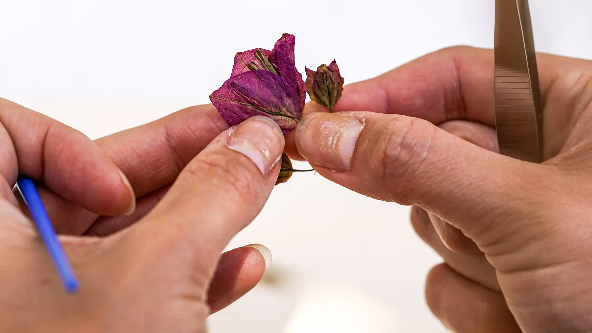 Fleur séchée