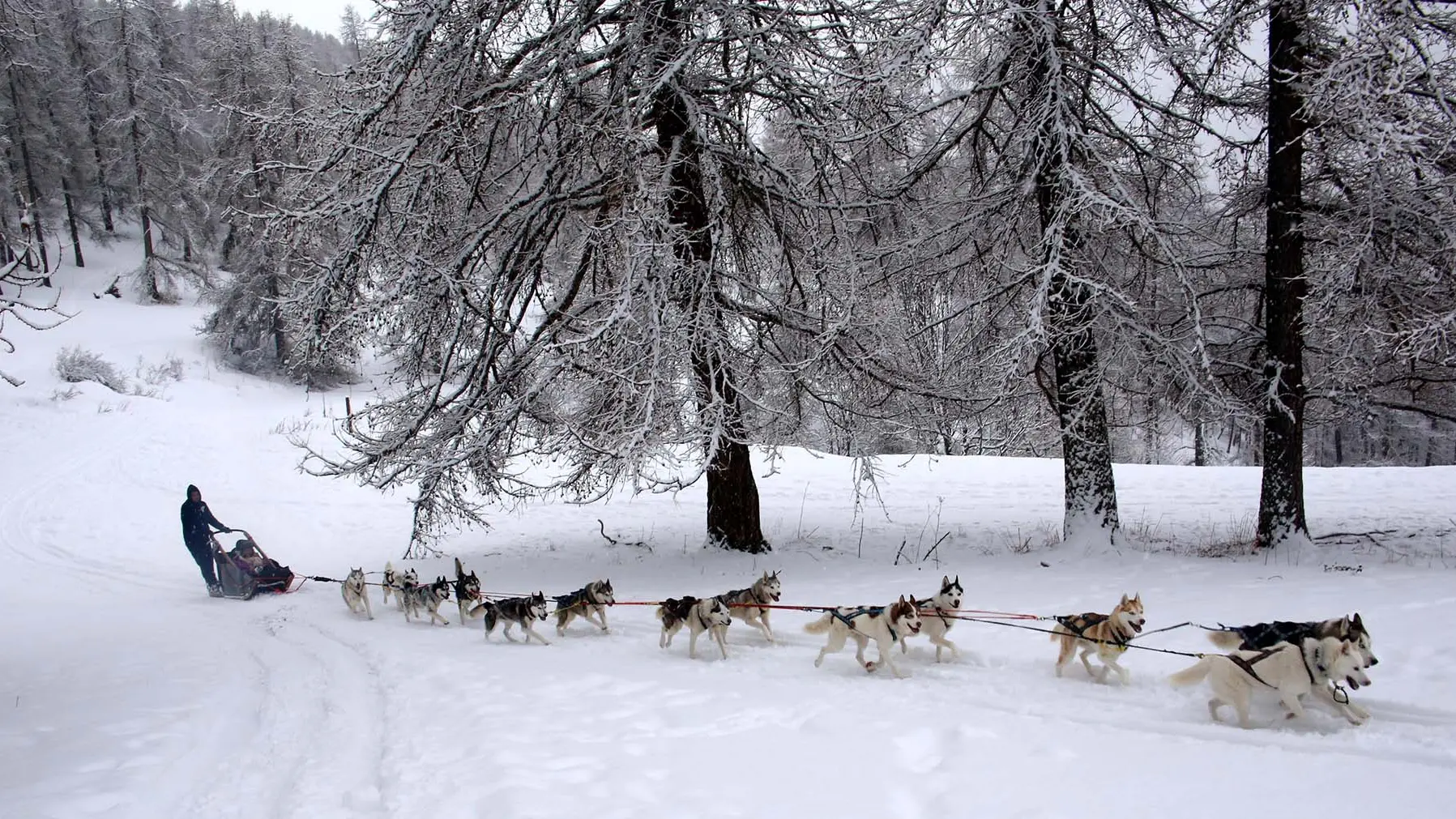 Chiens de traineau