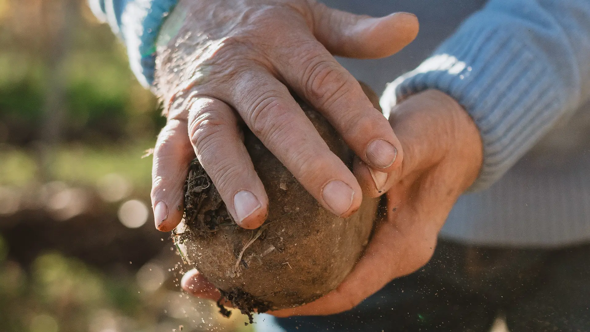 Terres des vignes du domaine
