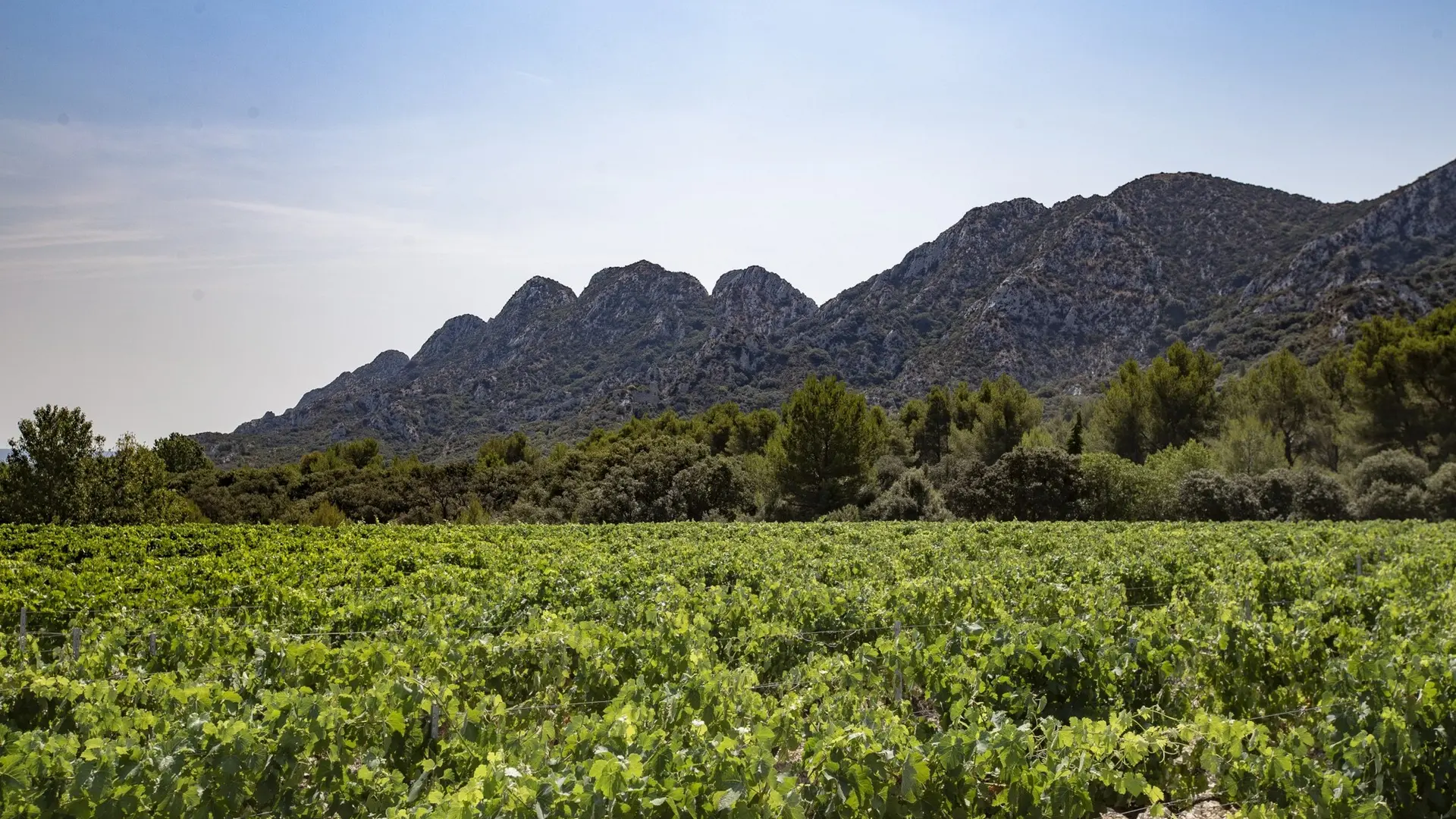 Vignoble Chateau Romanin à Saint-Rémy-de-Provence