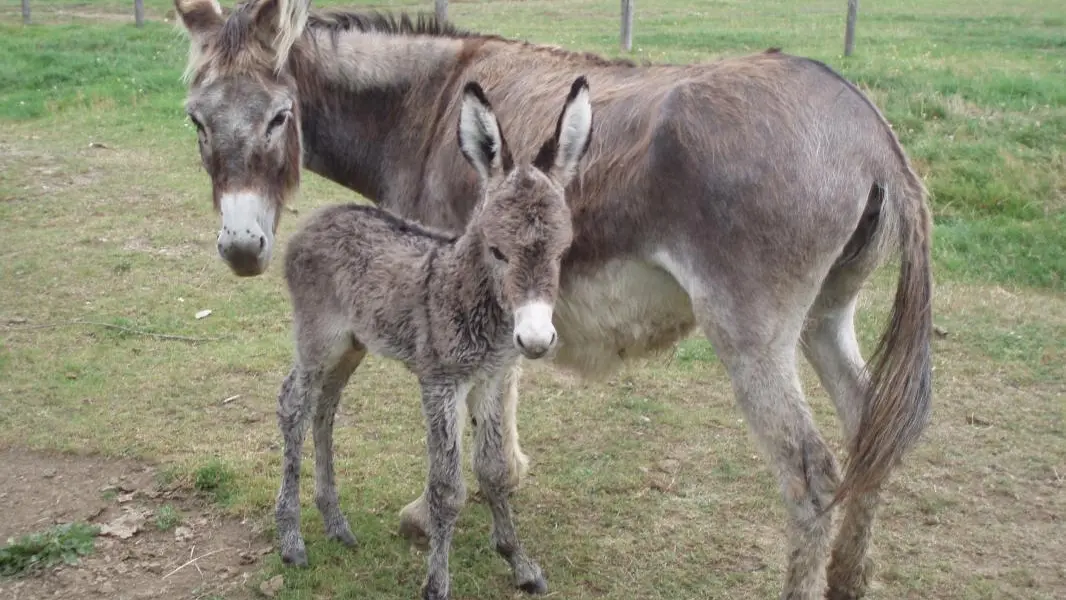 les animaux de la ferme.
