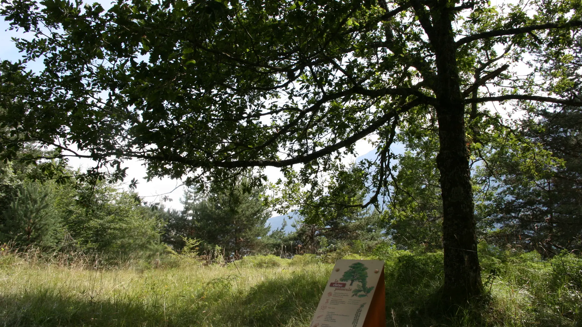 Sentier en forêt