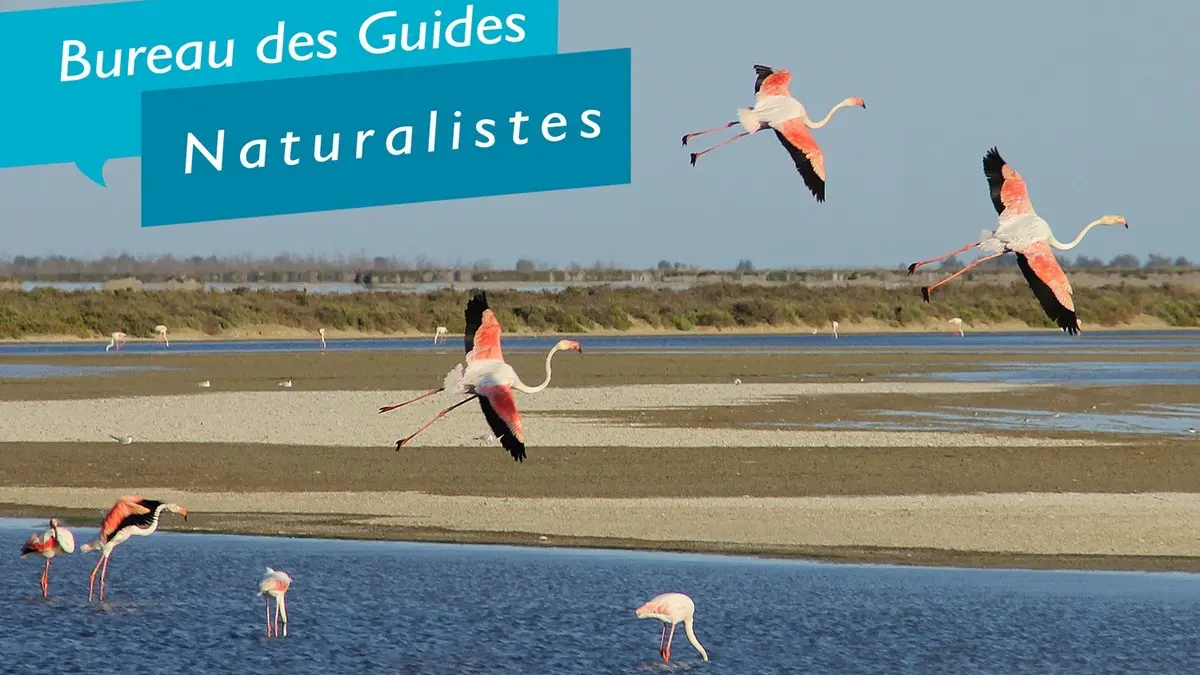 Bureau des guides naturalistes