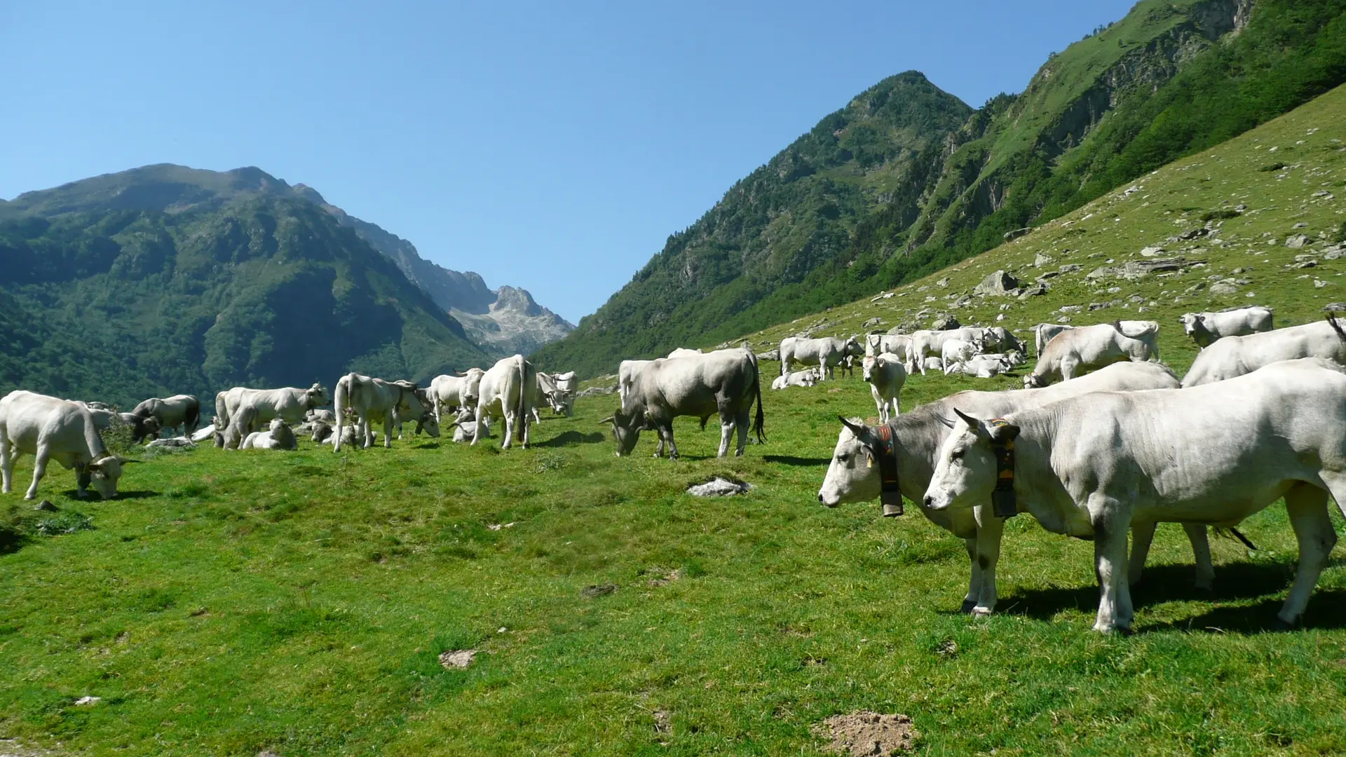Troupeau de vaches Gasconne des Pyrénées
