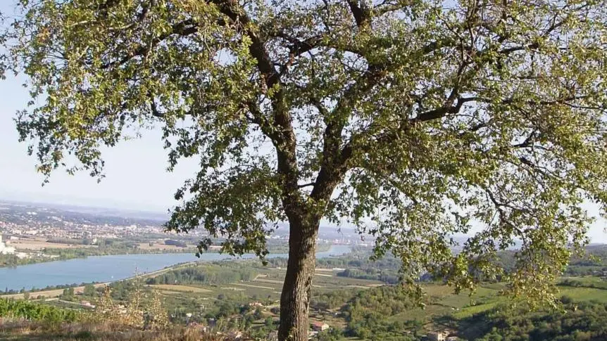 Vignobles et Découvertes