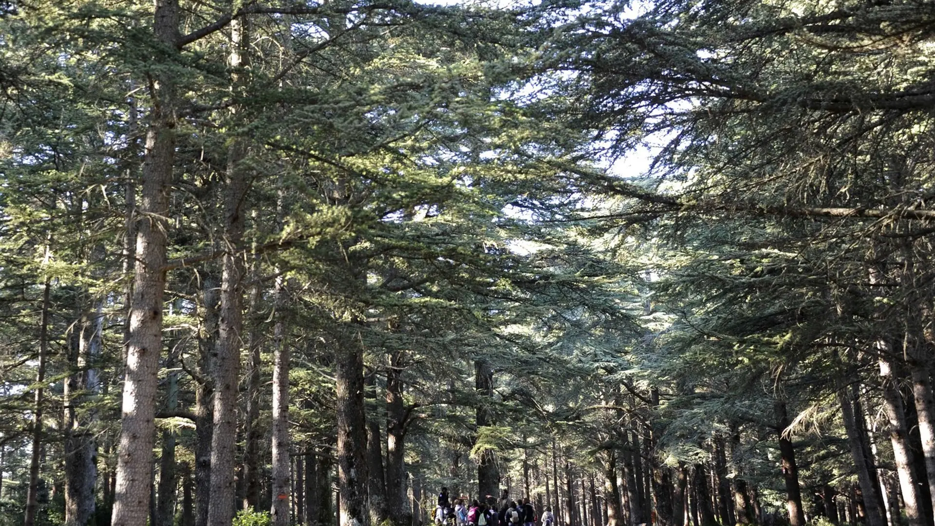 Forêt des cèdres du Petit Luberon
