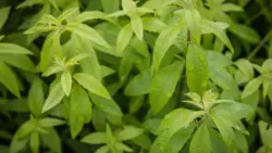 Verveine citronnée