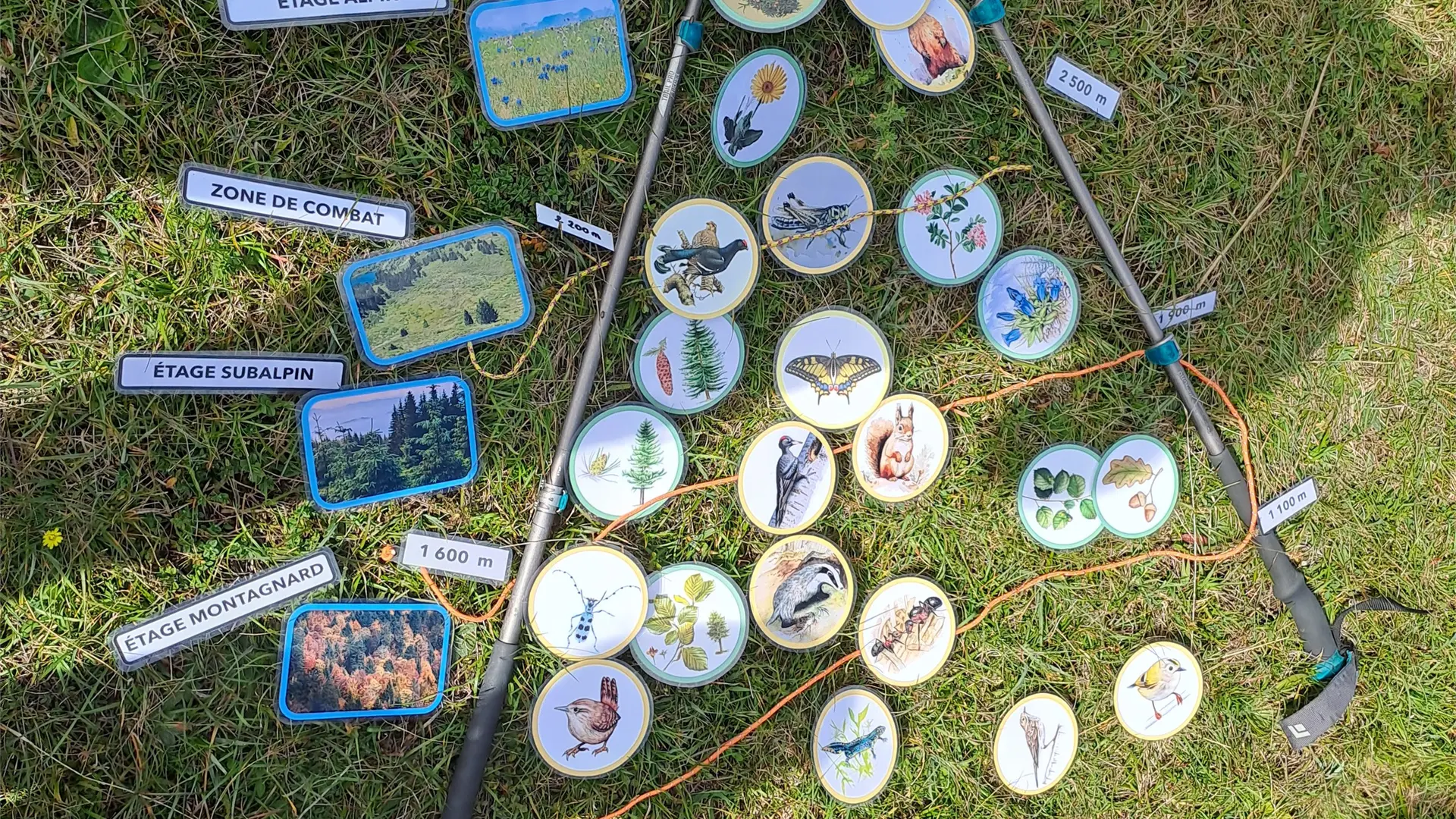 Atelier découverte faune et flore