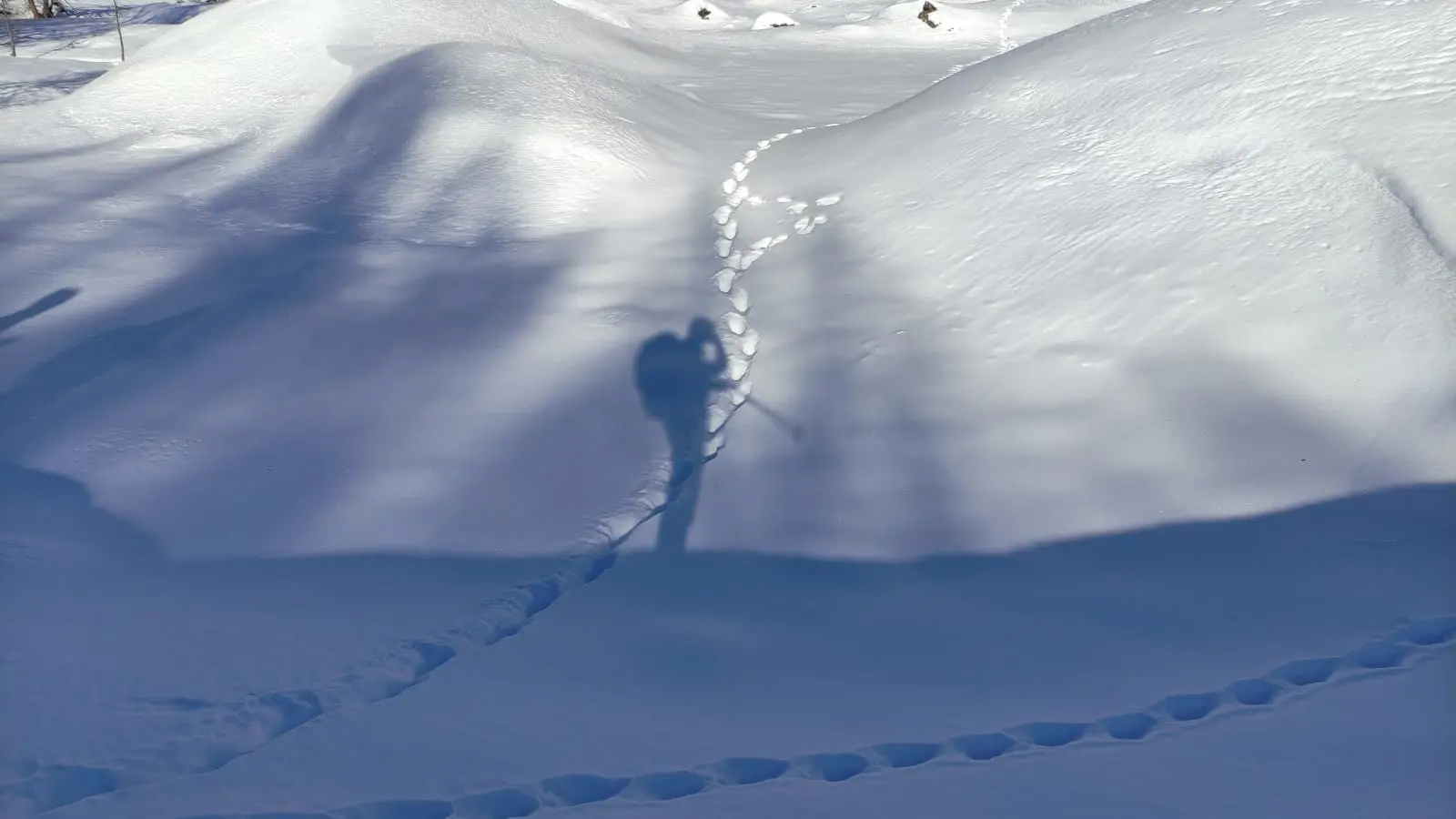 Raquette : Le Loup, les Animaux et la Nocturne avec l'ESF