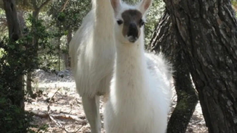 Une femelle Lamas et son petit